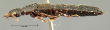 Media type: image;   Entomology 7279 Aspect: habitus lateral view